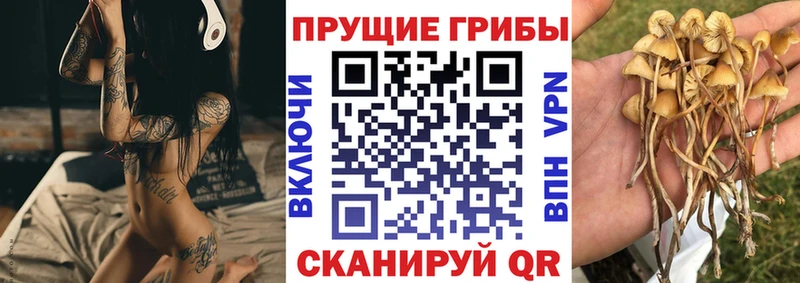 Псилоцибиновые грибы Psilocybine cubensis  где купить   Ленинградская 